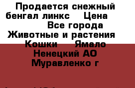 Продается снежный бенгал(линкс) › Цена ­ 25 000 - Все города Животные и растения » Кошки   . Ямало-Ненецкий АО,Муравленко г.